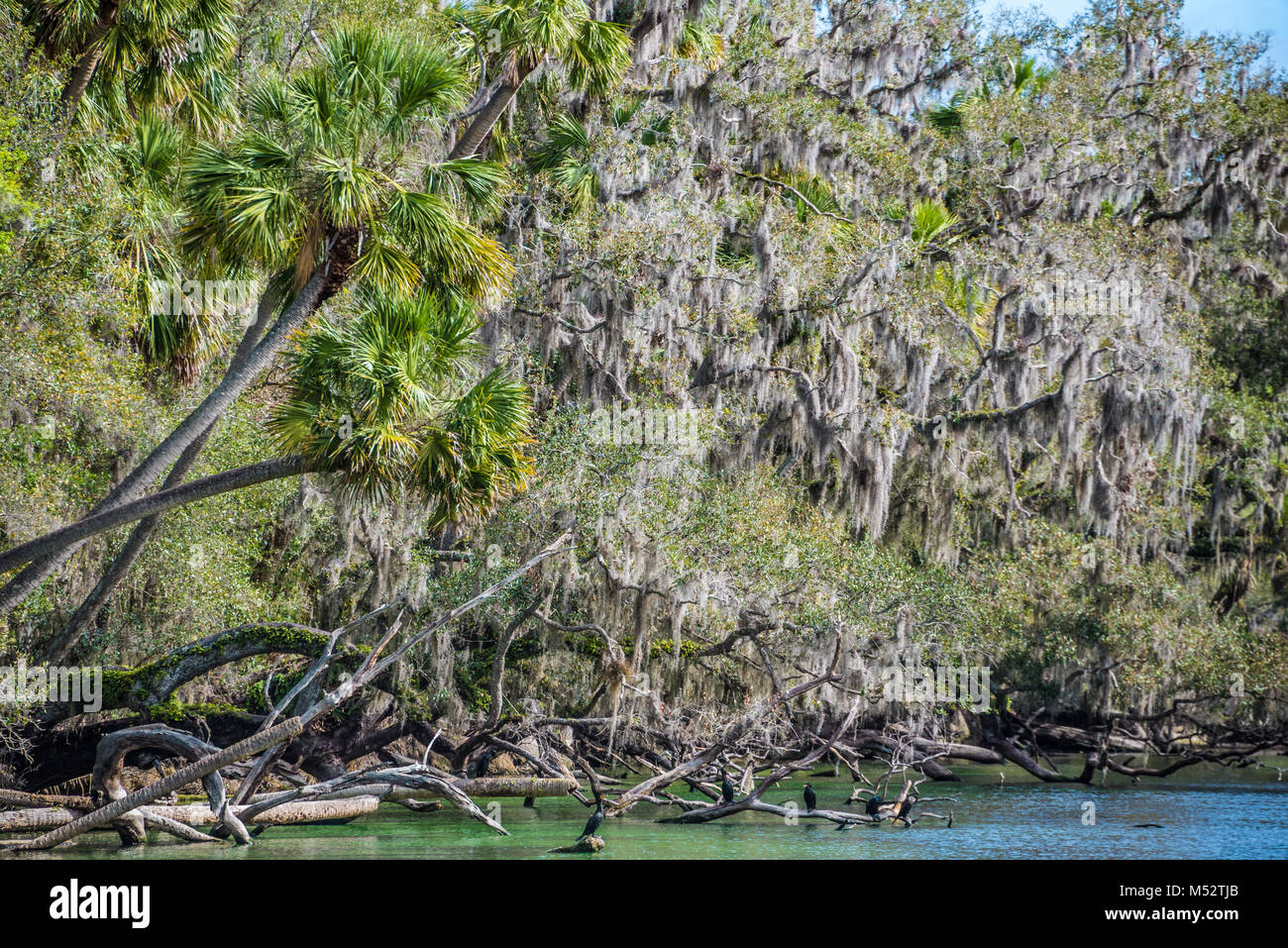 Molla blu ingresso lungo il fiume del St Johns a molla blu stato parco vicino alla Città di arancia, Florida. (USA) Foto Stock