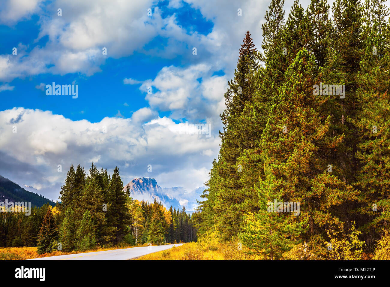 Evergreen le foreste di conifere Foto Stock