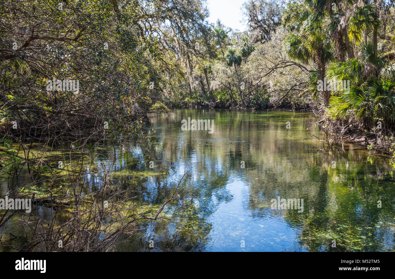 La bellezza naturale della molla blu ingresso lungo il fiume del St Johns a molla blu parco statale, un vicino alla Città di arancia, Florida. (USA) Foto Stock