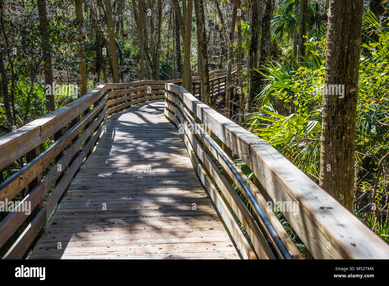 Il Boardwalk attraverso sabal palms lungo la molla blu ingresso off fiume del St Johns a molla blu Parco dello Stato nella Città di arancia, Florida. Foto Stock