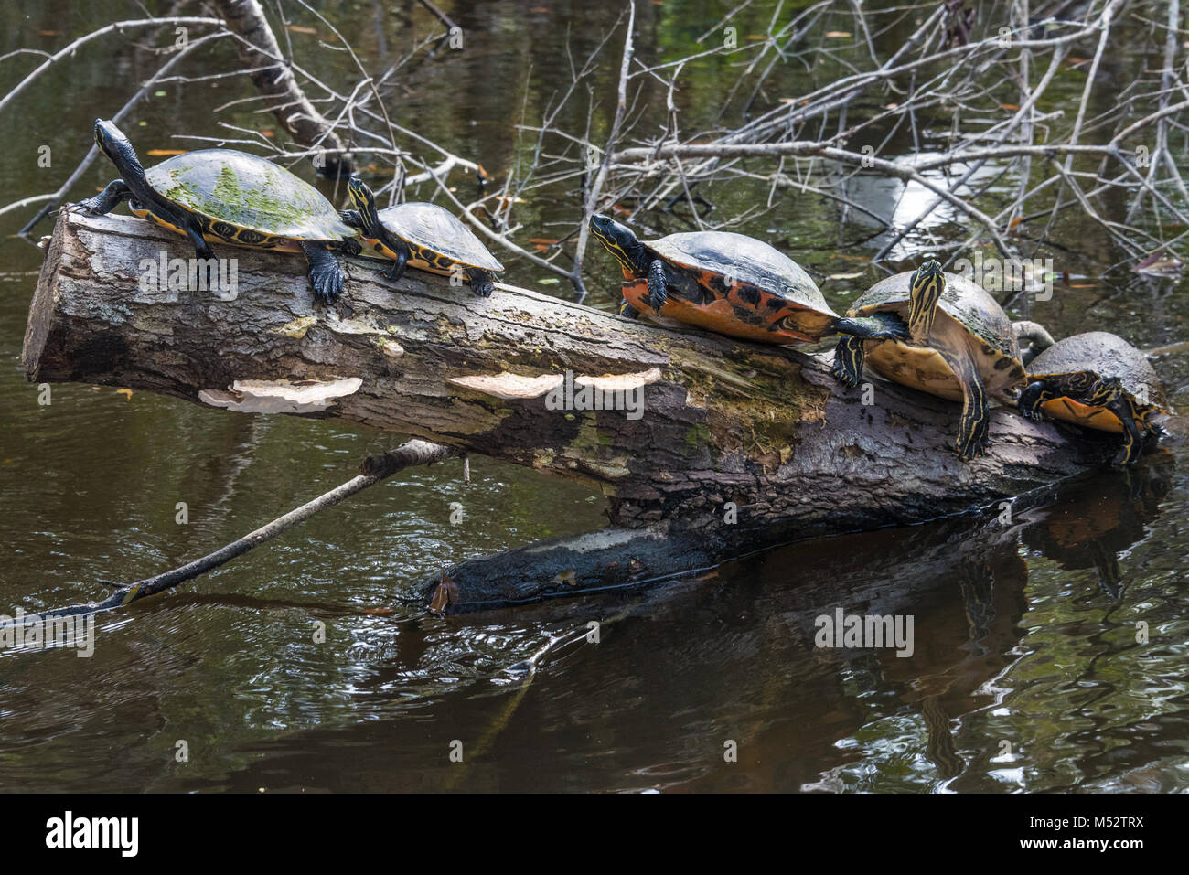 Una fila di a becco giallo tartarughe cursore ensoleillement su un registro ad Ellie Schiller Homosassa Springs la fauna selvatica del Parco statale in Homosassa, Florida. (USA) Foto Stock