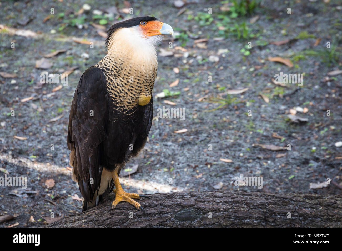 Crested caracara (Caracara cheriway) a molle Homosassa Wildlife parco dello stato sulla costa del Golfo della Florida. (USA) Foto Stock
