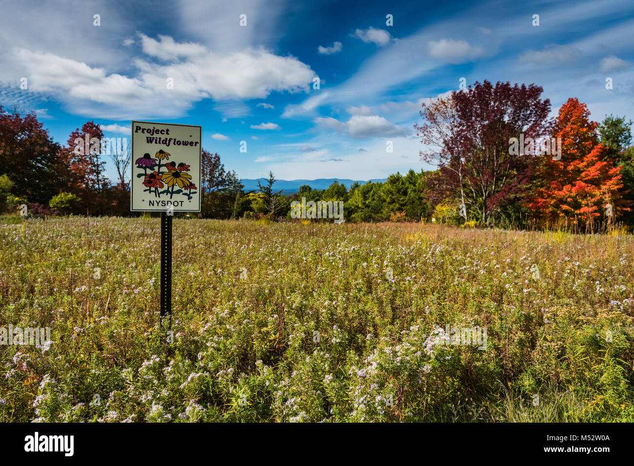 Prati fioriti e caduta delle foglie che si trovano nella contea Columbia. Progetto di fiori selvaggi, una iniziativa della New York Department of Transportation, promuove roadsi Foto Stock