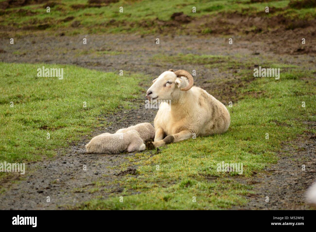 Wiltshire pecore avvisatore acustico Foto Stock