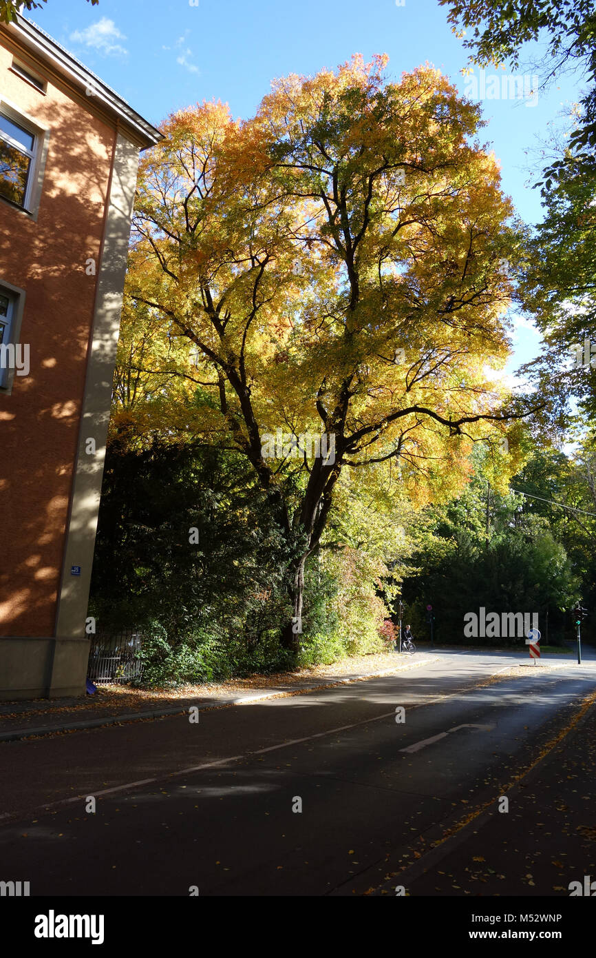 Acer Monspessulanum, acero francese Foto Stock