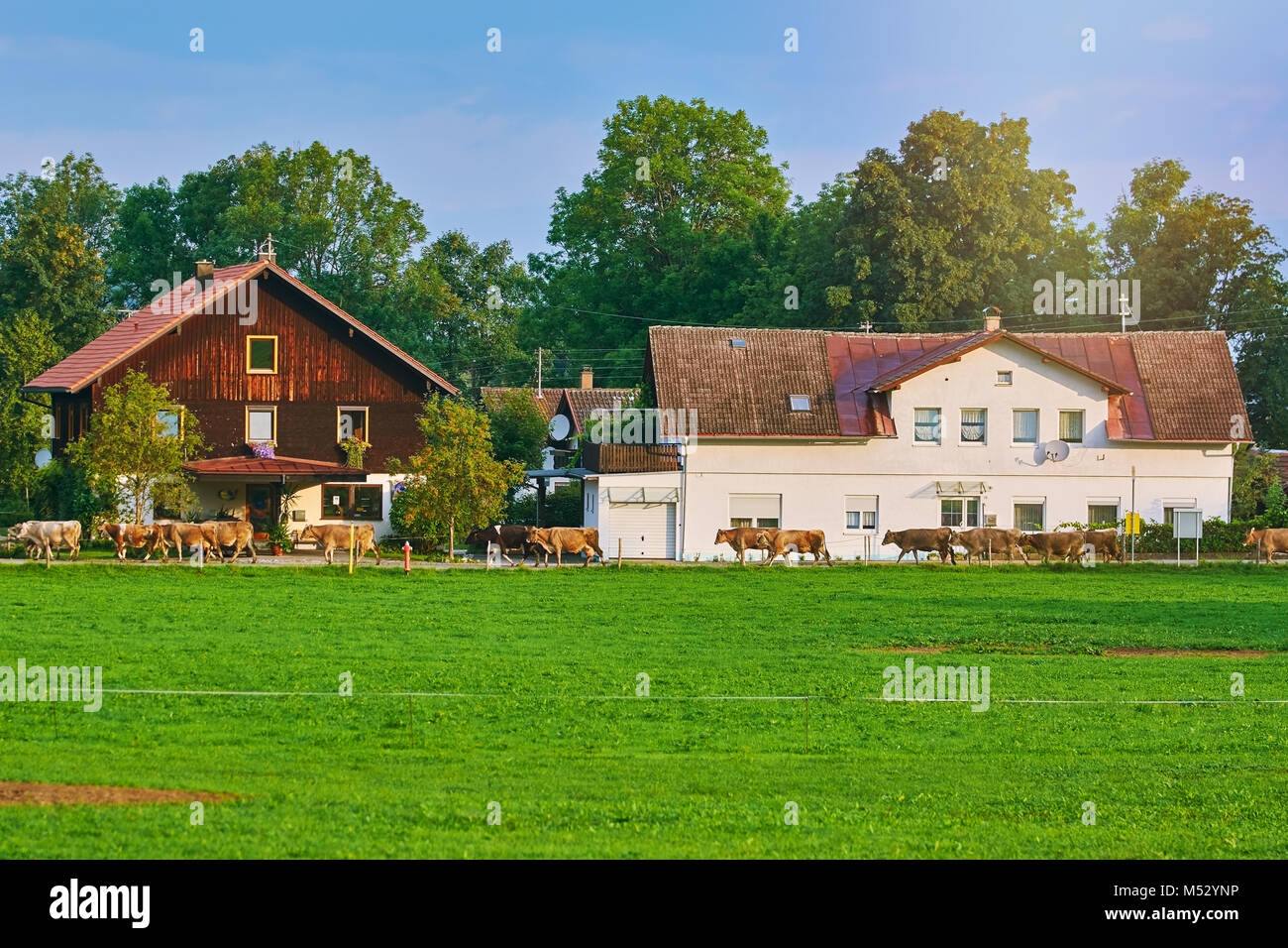 Andare le mucche al pascolo Foto Stock