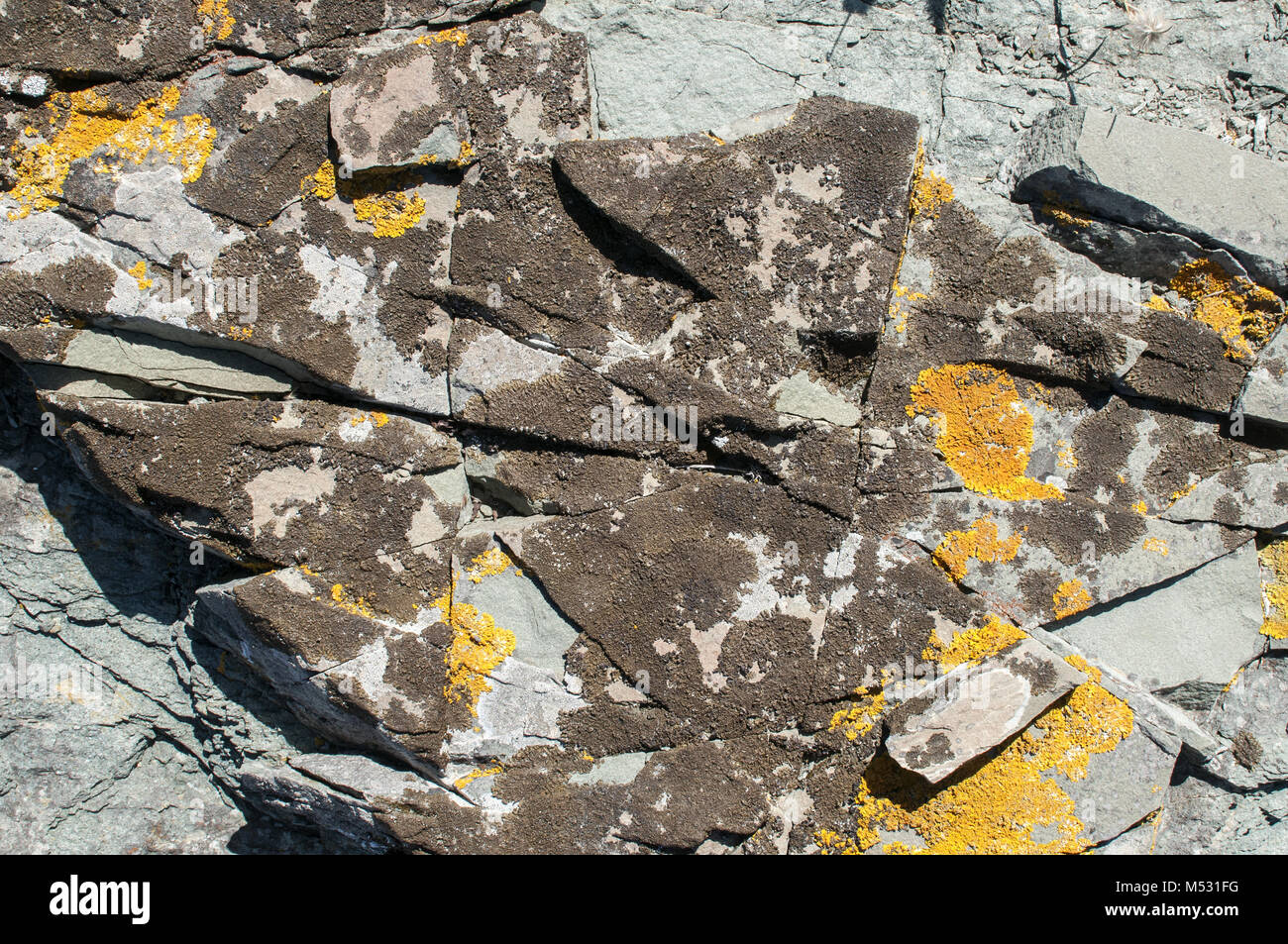 Mare superficie di roccia con licheni closeup Foto Stock