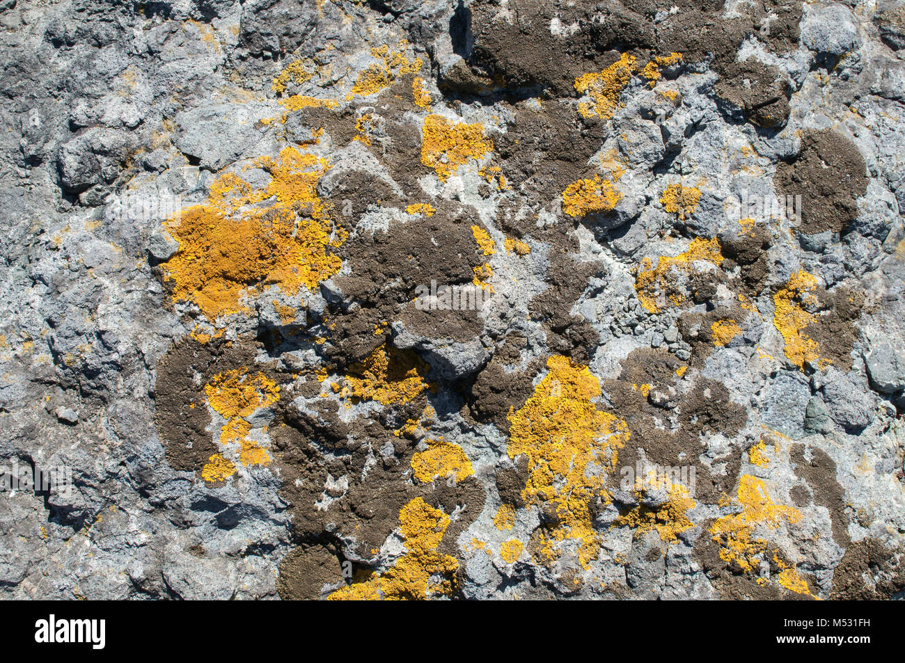 Mare superficie di roccia con licheni closeup Foto Stock
