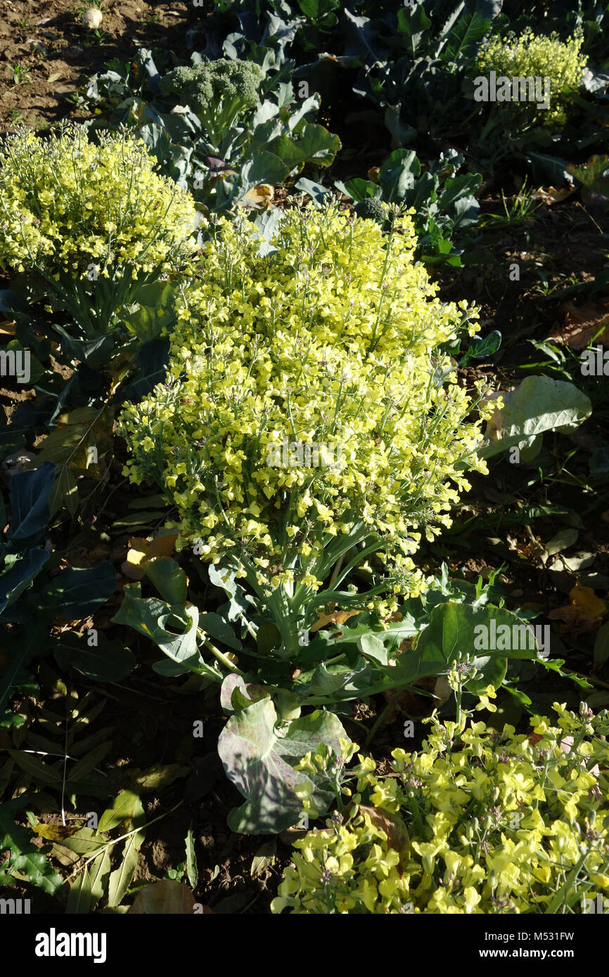 Brassica oleracea var. italica, broccoli, fioritura Foto Stock