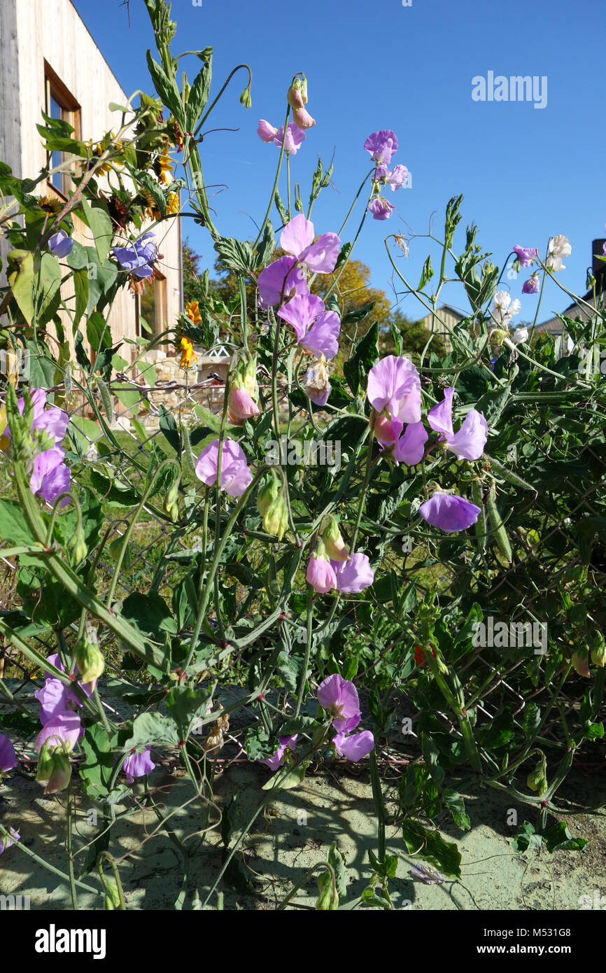 Lathyrus odoratus, pisello dolce Foto Stock