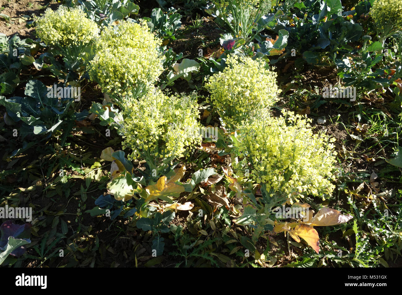 Brassica oleracea var. italica, broccoli, fioritura Foto Stock