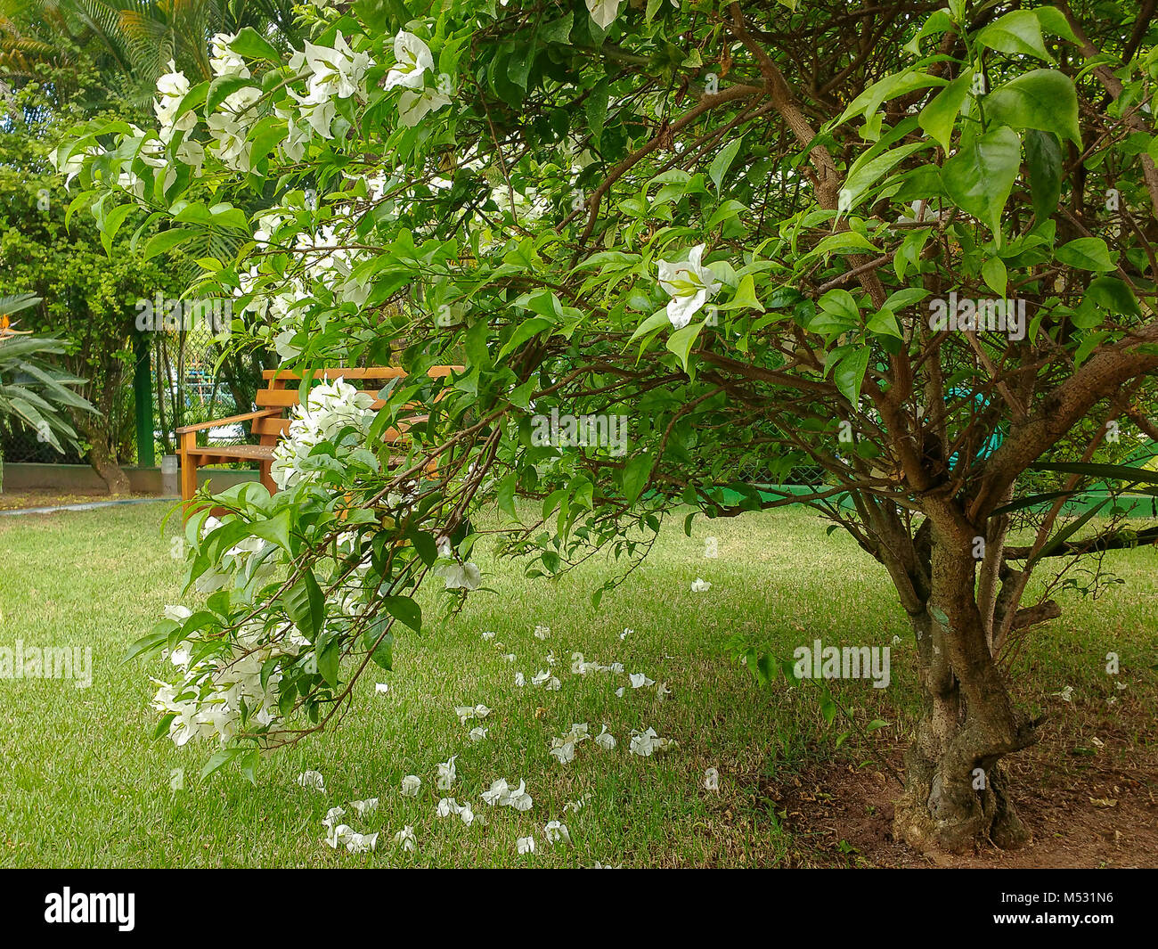 Boccola floreale con panca in legno in background Foto Stock