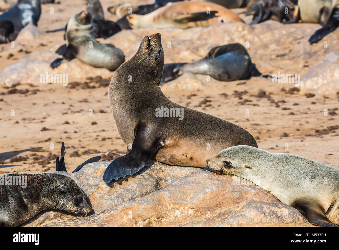 Grande colonia di animali di Cape Cross Foto Stock