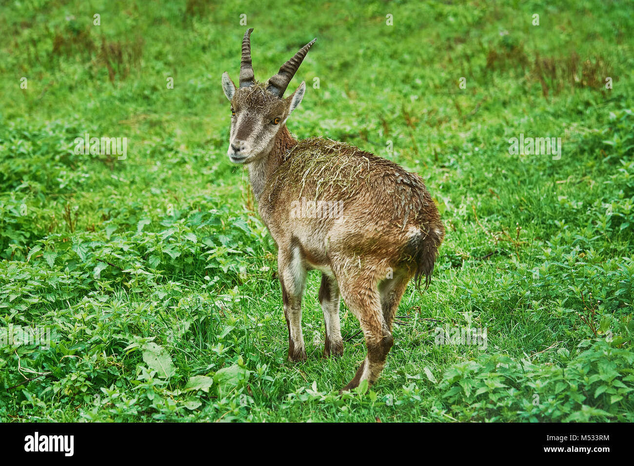 Goatling in erba Foto Stock
