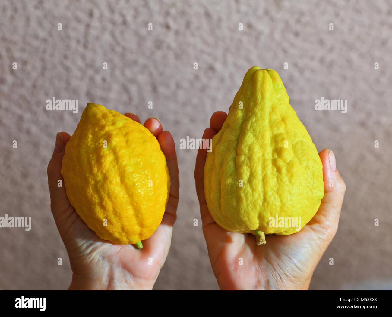 Le mani delle donne tenendo la etrog Foto Stock