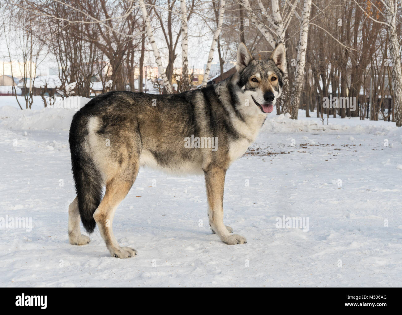 Bellissimo cane maschio di Saarloos wolfhound in winter park Foto Stock