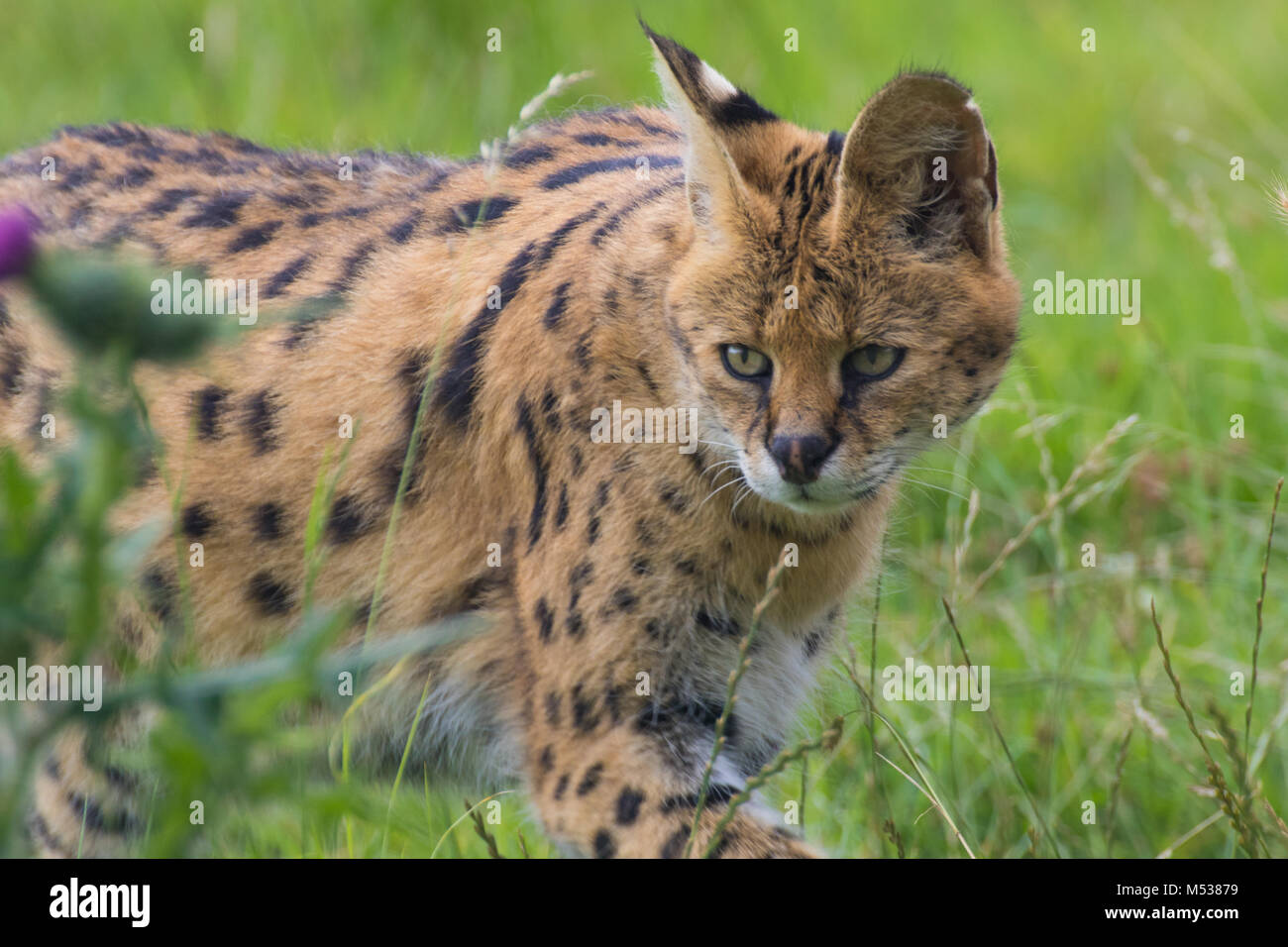 Serval (gatto selvatico) sul prowl Foto Stock