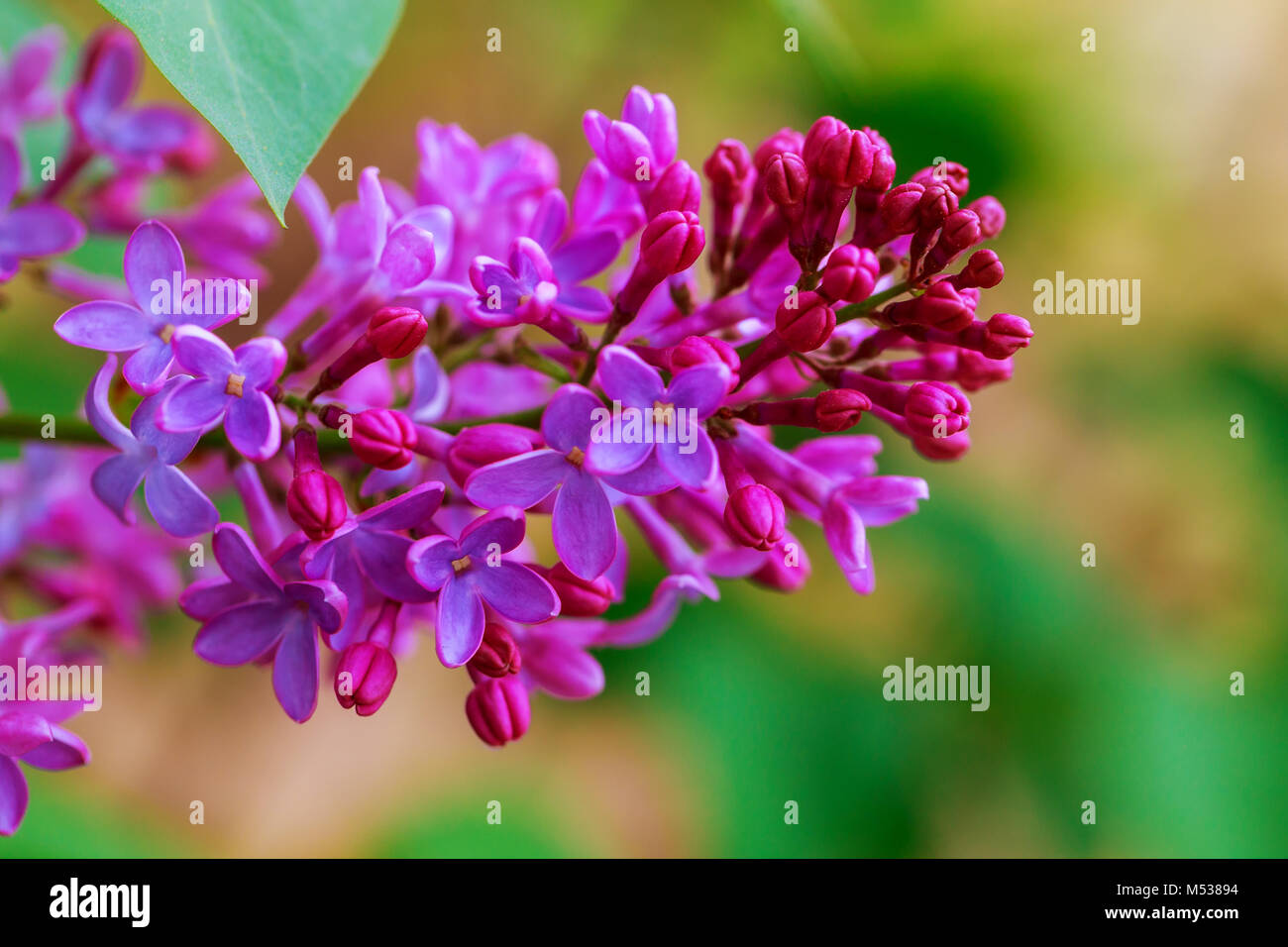 La texture, il motivo dello sfondo. Fiori lilla. di un pallido rosa-color viola. Ampio giardino arbusto con viola o bianco fiori profumati. Foto Stock