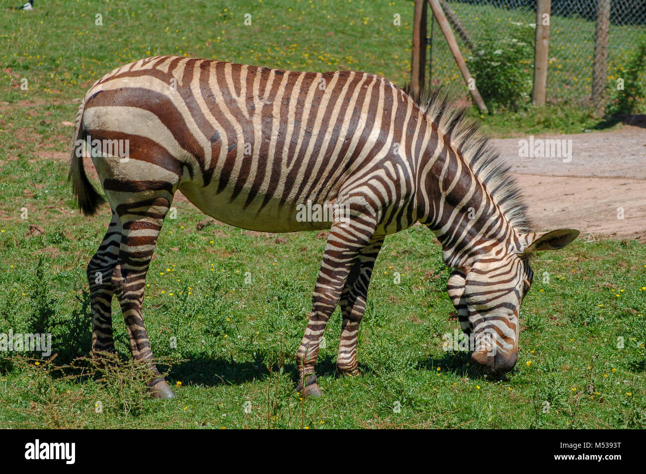 Una zebra nel suo involucro a Paignton Zoo. Foto Stock