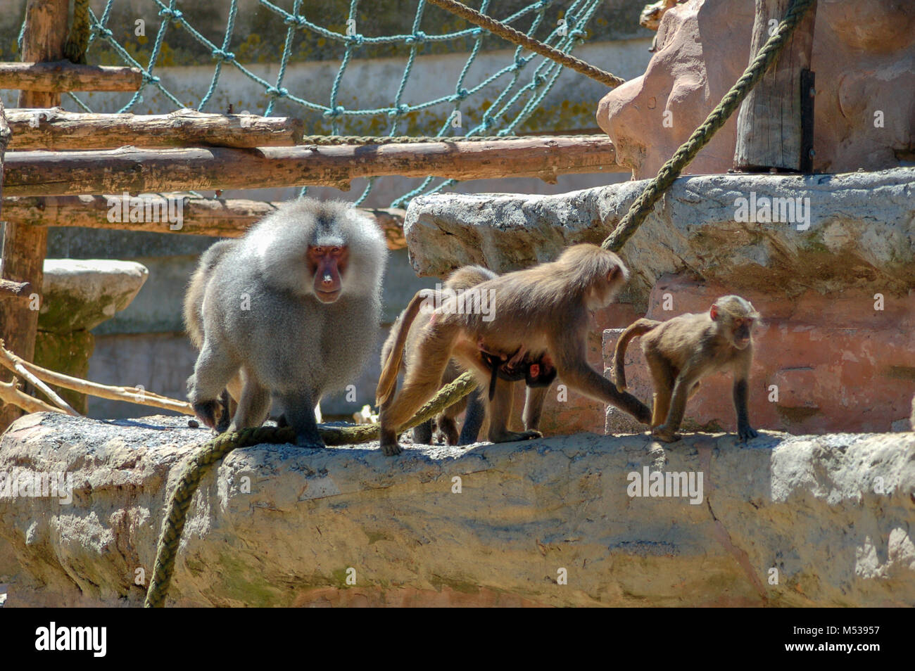 I babbuini a Paignton Zoo nel Devon, Regno Unito Foto Stock