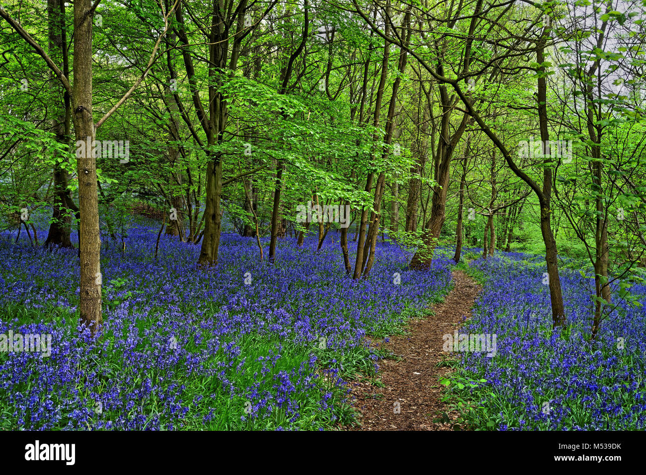 UK,South Yorkshire,Sheffield,Woolley Bluebells legno Foto Stock