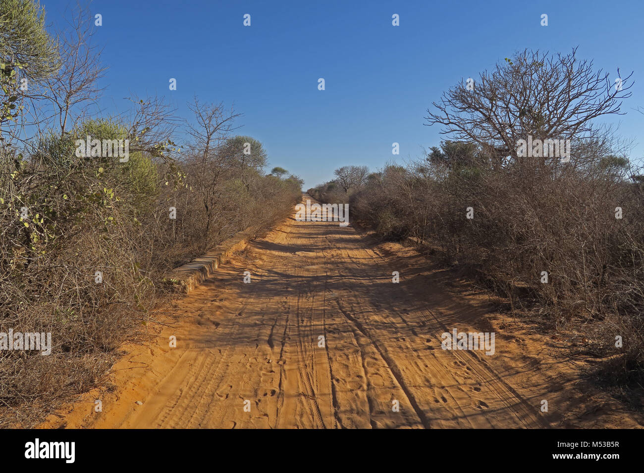 Via attraverso il dry thorn forest Tulear, Madagascar Novembre Foto Stock