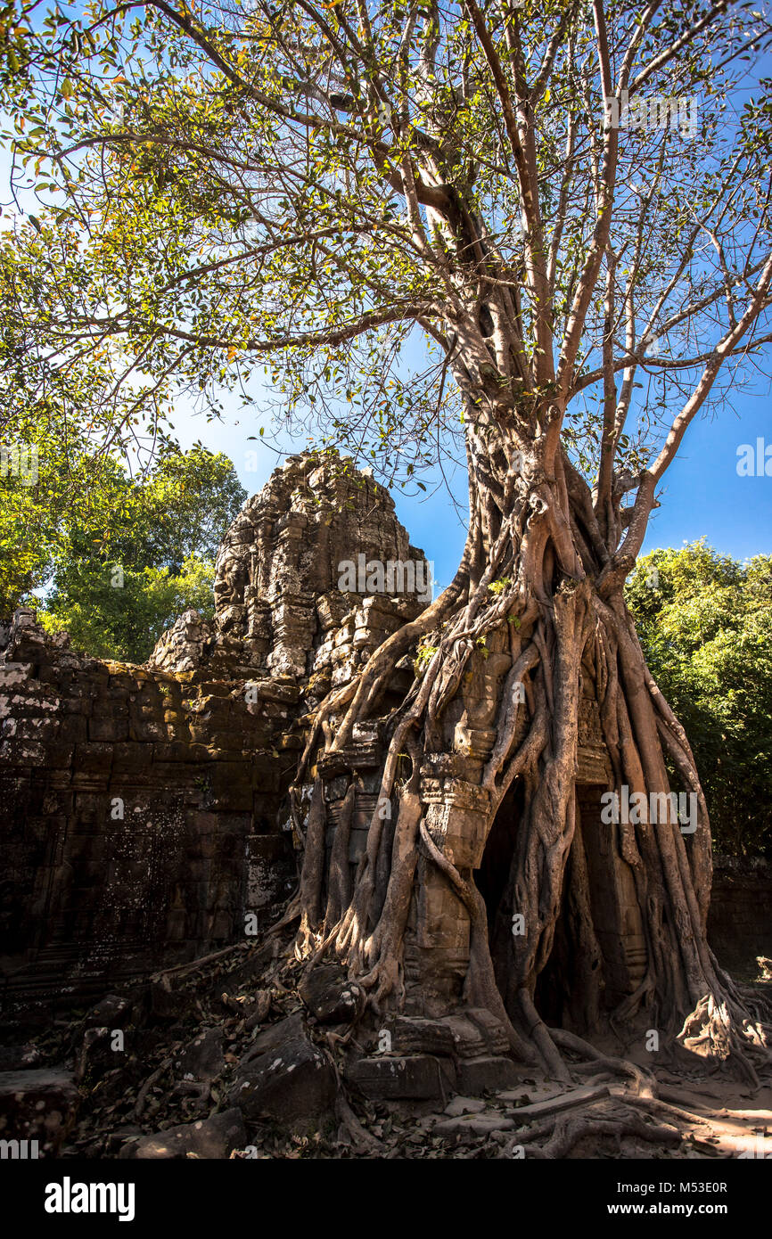 Ta Som Angkor Wat Siem Reap Cambogia il sud-est asiatico è un piccolo tempio di Angkor, Cambogia, costruita alla fine del XII secolo per il Re Jayavarman V Foto Stock