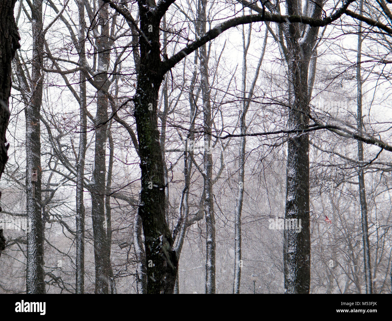 La tempesta di neve nel parco della città con alberi nudo in primo piano Foto Stock