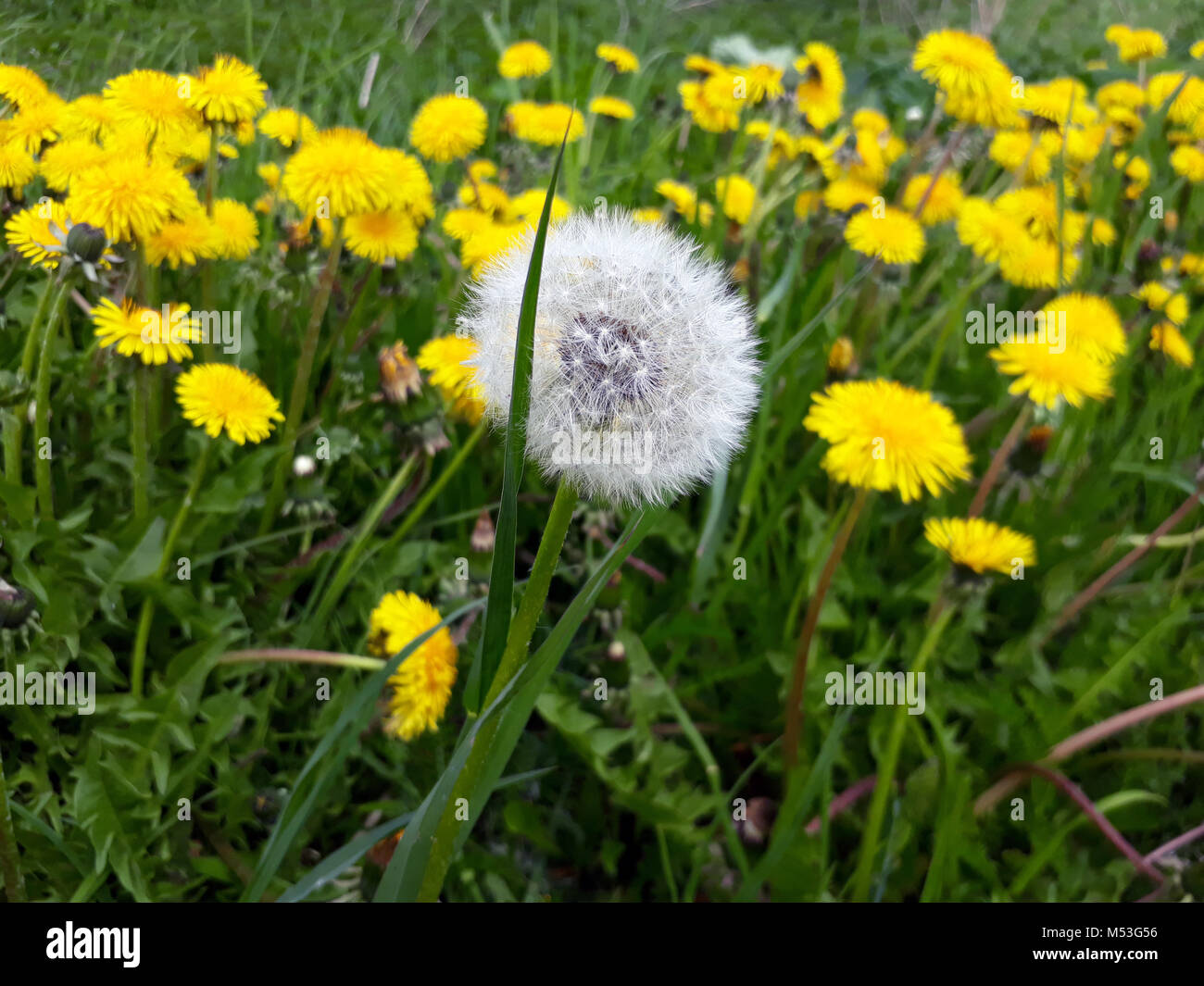 Tarassaco singolo seme soffice testa su un prato tra giallo di tarassaco Foto Stock