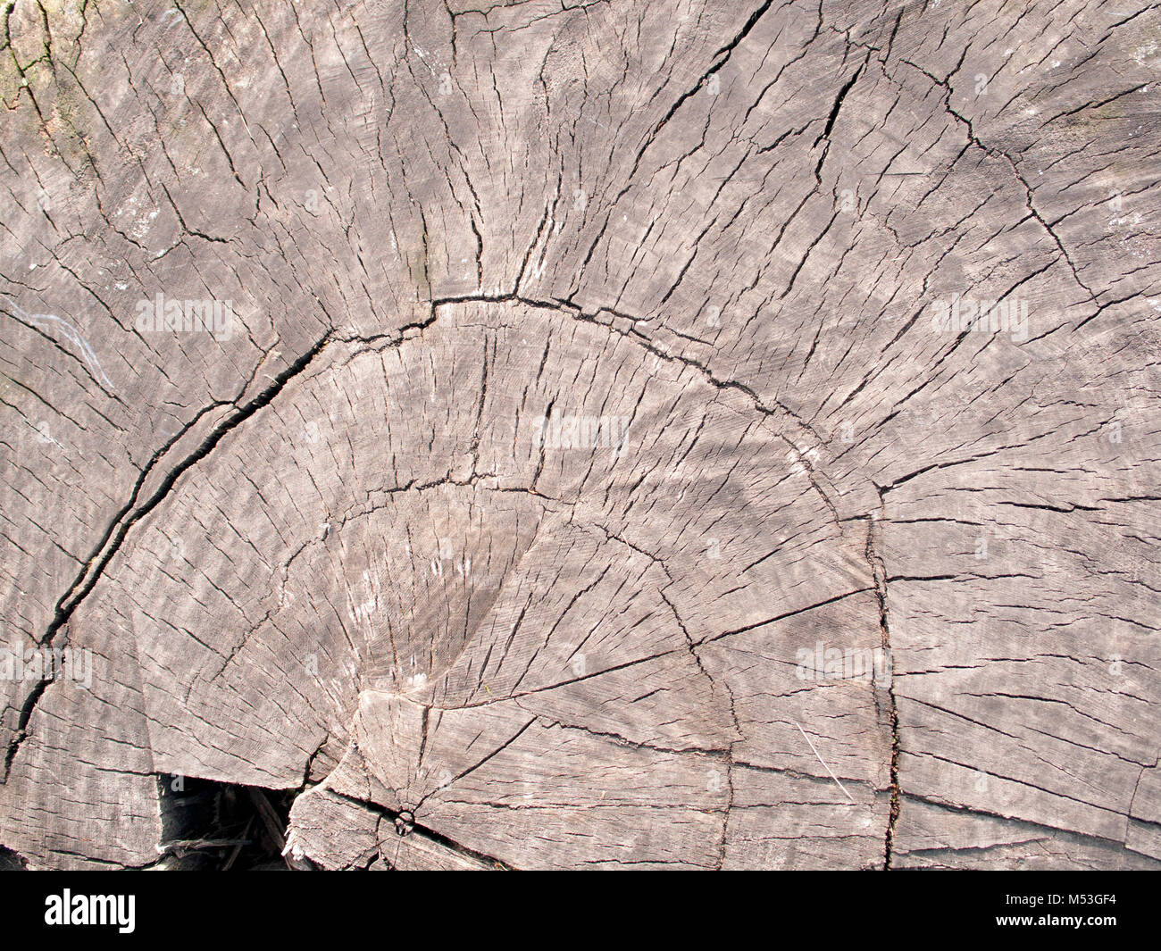 Una sezione trasversale del grande albero tronco vecchio, può essere utilizzato come sfondo Foto Stock