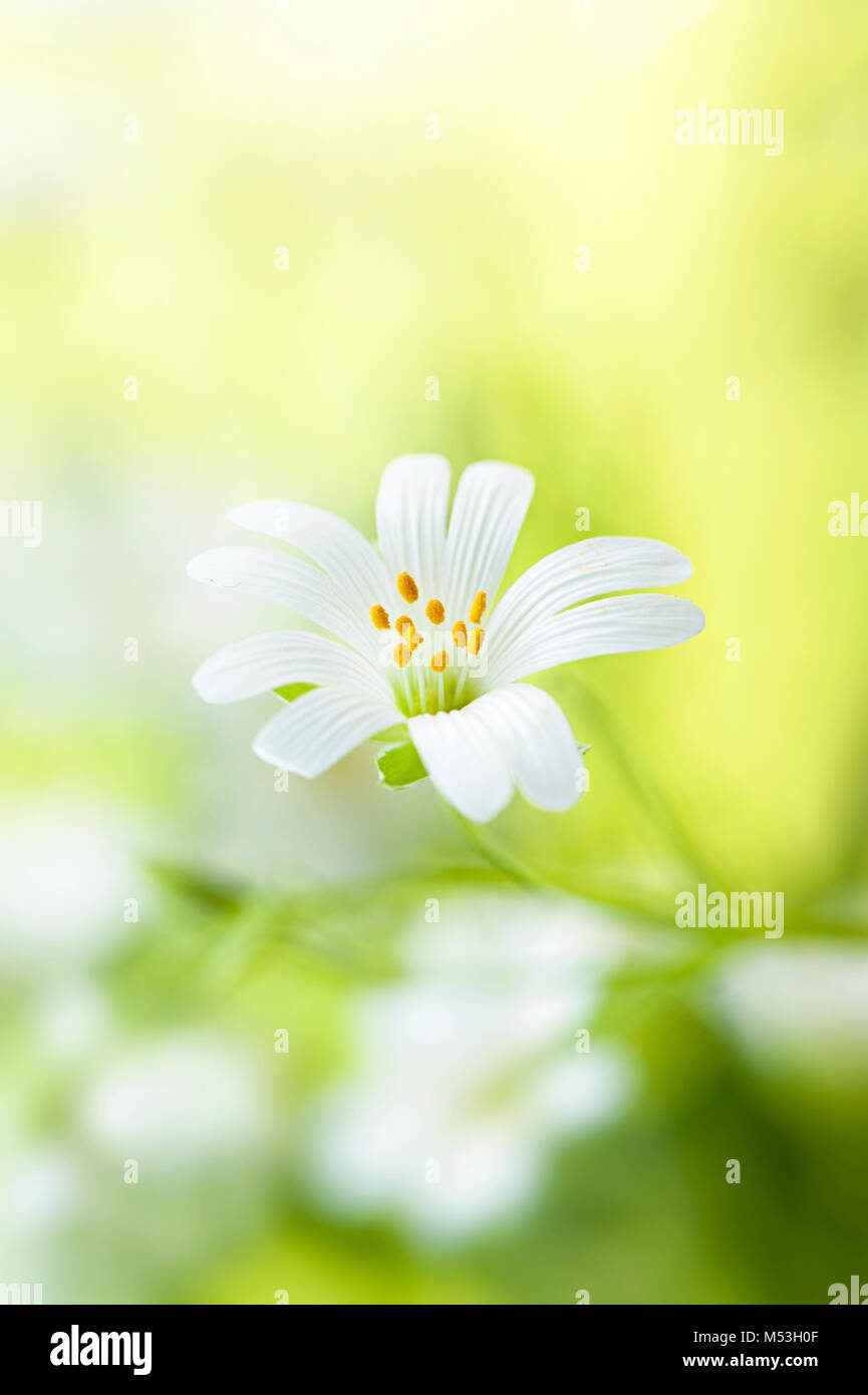 Maggiore Stitchwort flower Stellaria holostea nomi comuni compresi " Torte nuziali', 'Star-di-Betlemme', 'papà's-shirt-pulsanti' e 'Snapdragon' Foto Stock