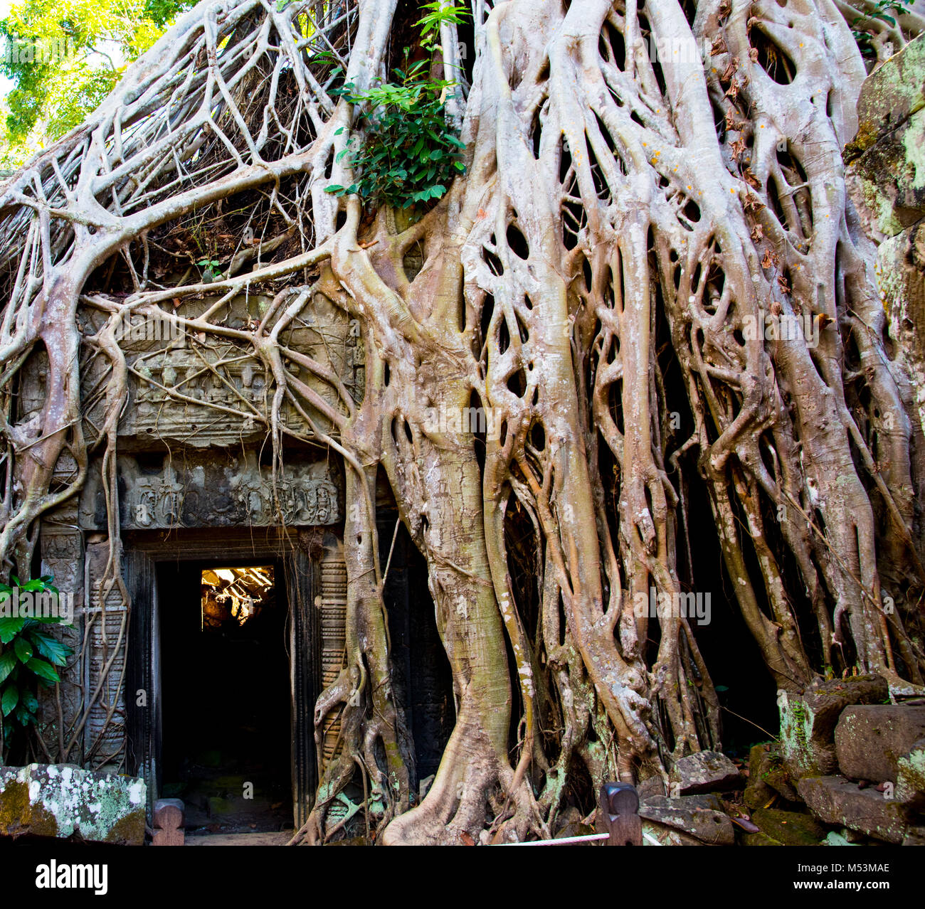 Tree soffoca antico tempio di Ta Prohm Foto Stock