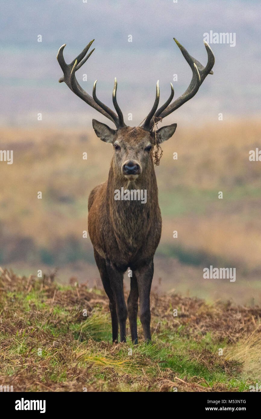 Red Deer Stag ritratto con enormi corna Foto Stock
