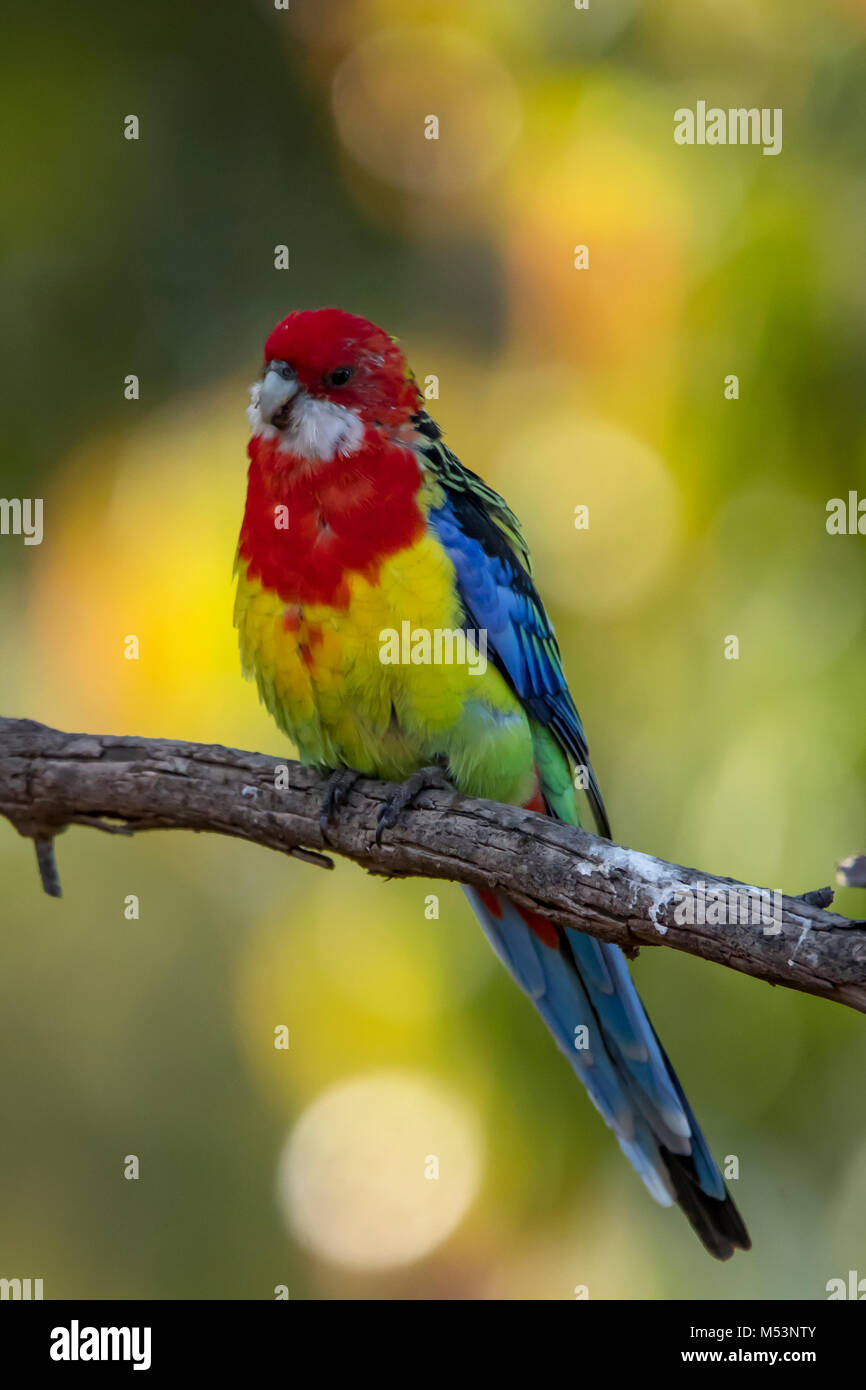 Eastern Rosella, Platycercus eximius in Doreen, Victoria, Australia Foto Stock