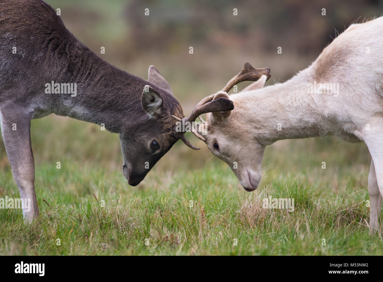 Giovane daino solchi o sparring Foto Stock
