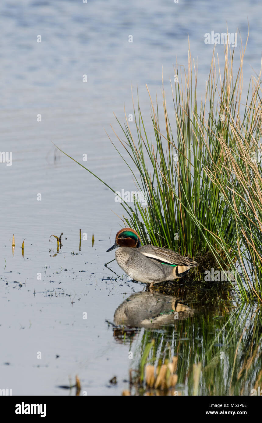 Western palearctic Foto Stock