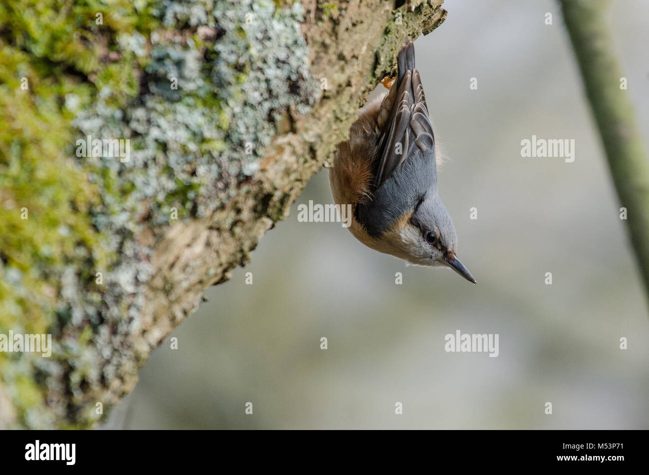 Western palearctic Foto Stock