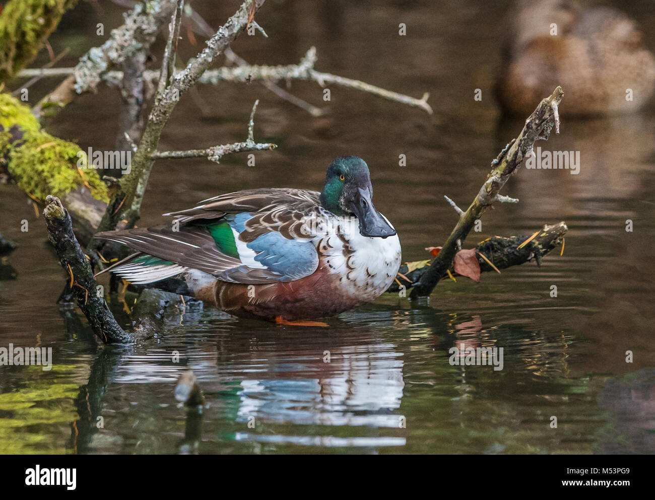 Northern mestolone drake fotografati a George C.Reifel uccello migratore Santuario, Delta, BC, Canada, il 4 novembre 2016 Foto Stock