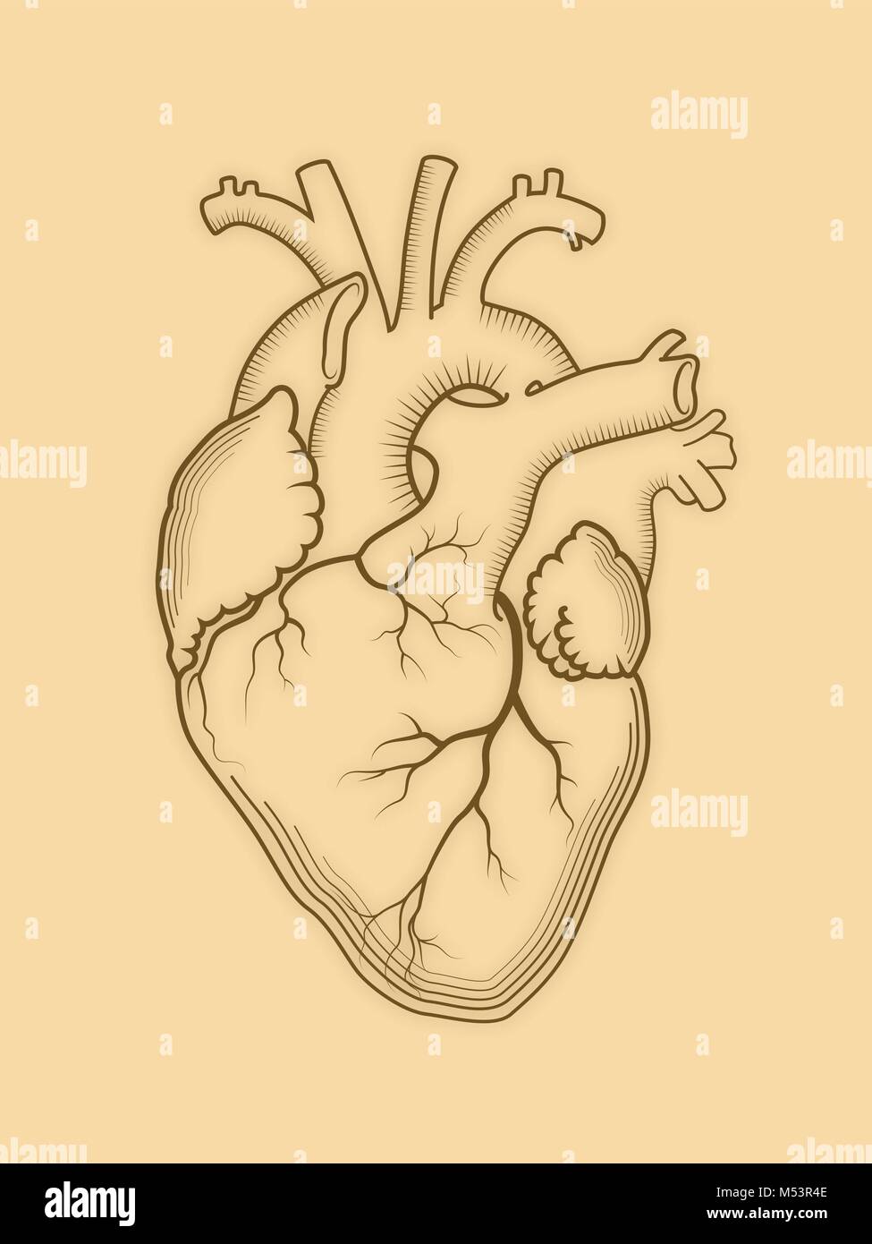 Cuore. L'interno di organi umani, una struttura anatomica. Stampa inciso, contorno disegno dettagliato. Illustrazione Vettoriale