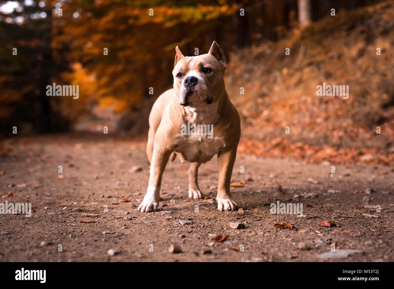 American Bully femmina in piedi sul giardino in autunno Foto Stock