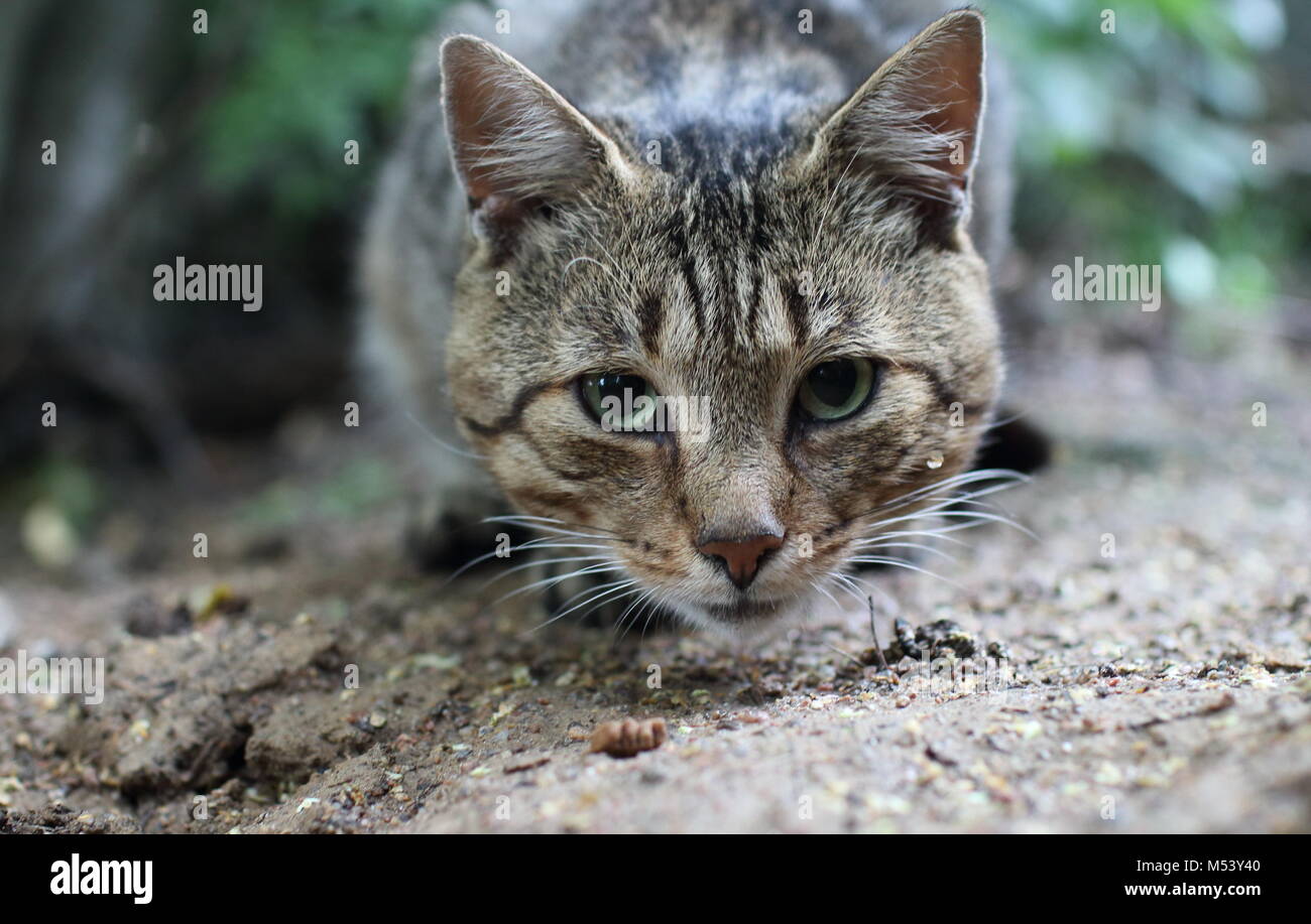 Tabby gatto con gli occhi verdi Foto Stock
