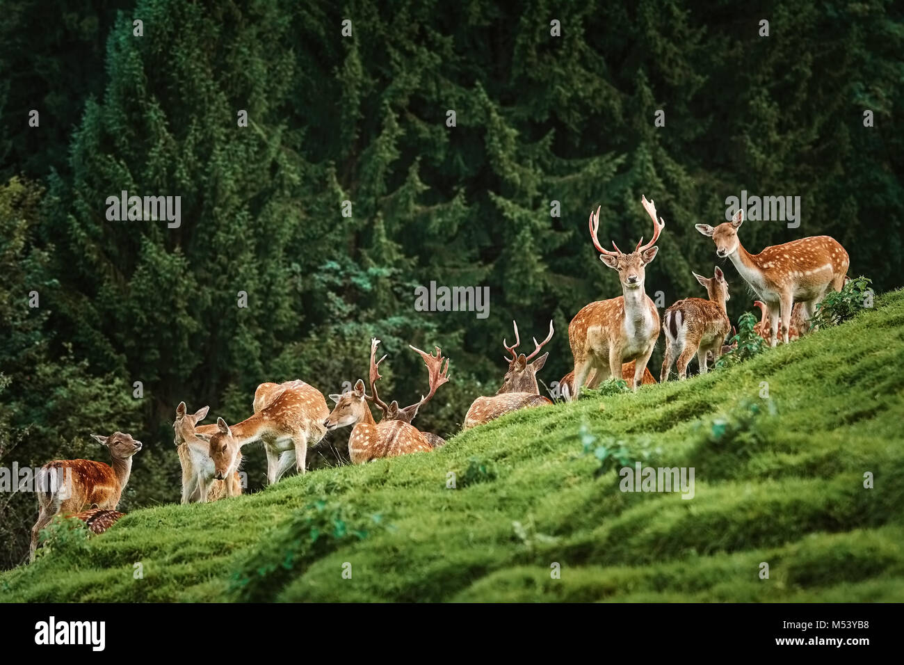 Cervi nei pressi della foresta Foto Stock