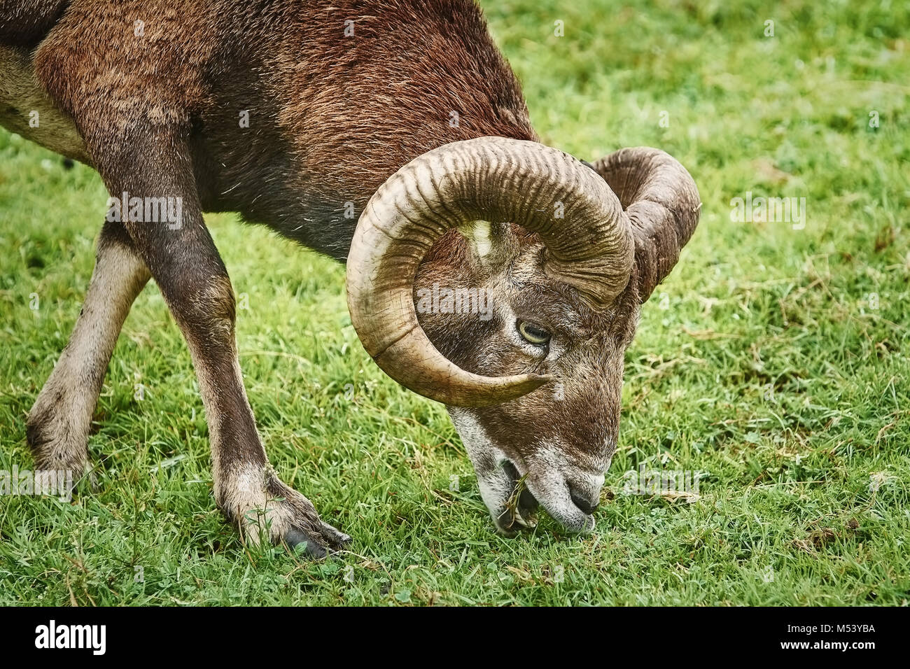 Ram sull'erba Foto Stock