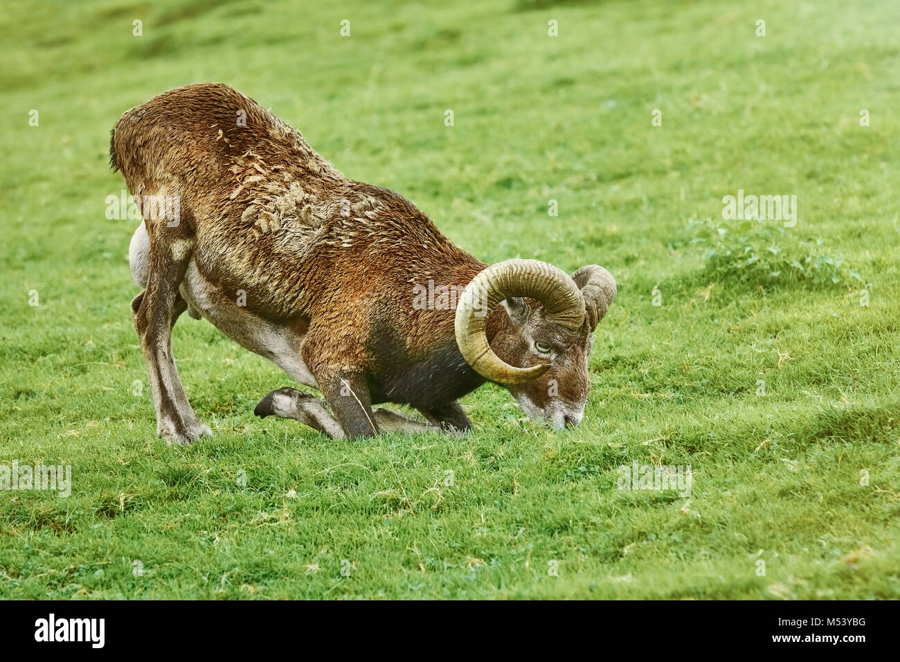 Ram sull'erba Foto Stock