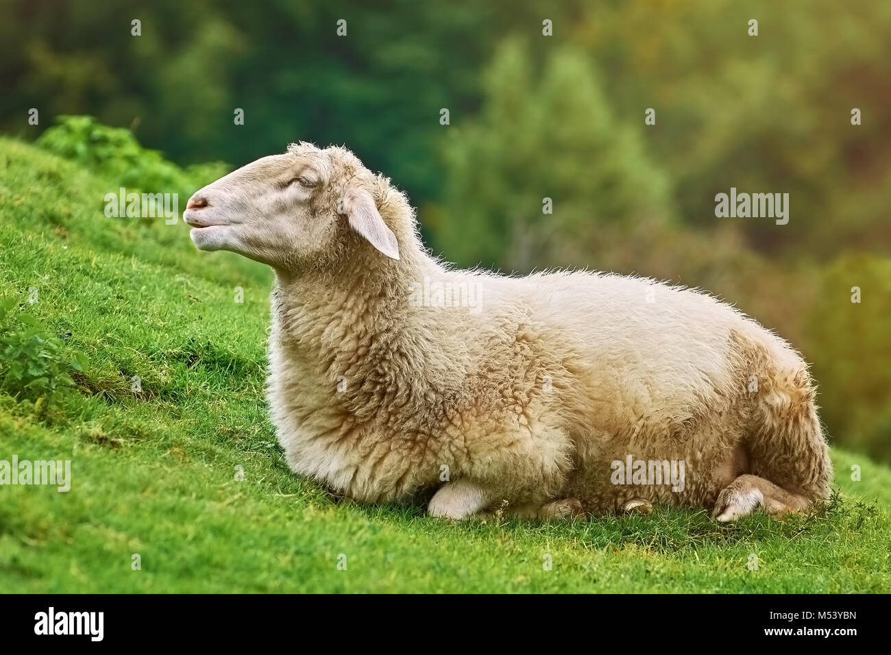 Pecore sull'erba Foto Stock