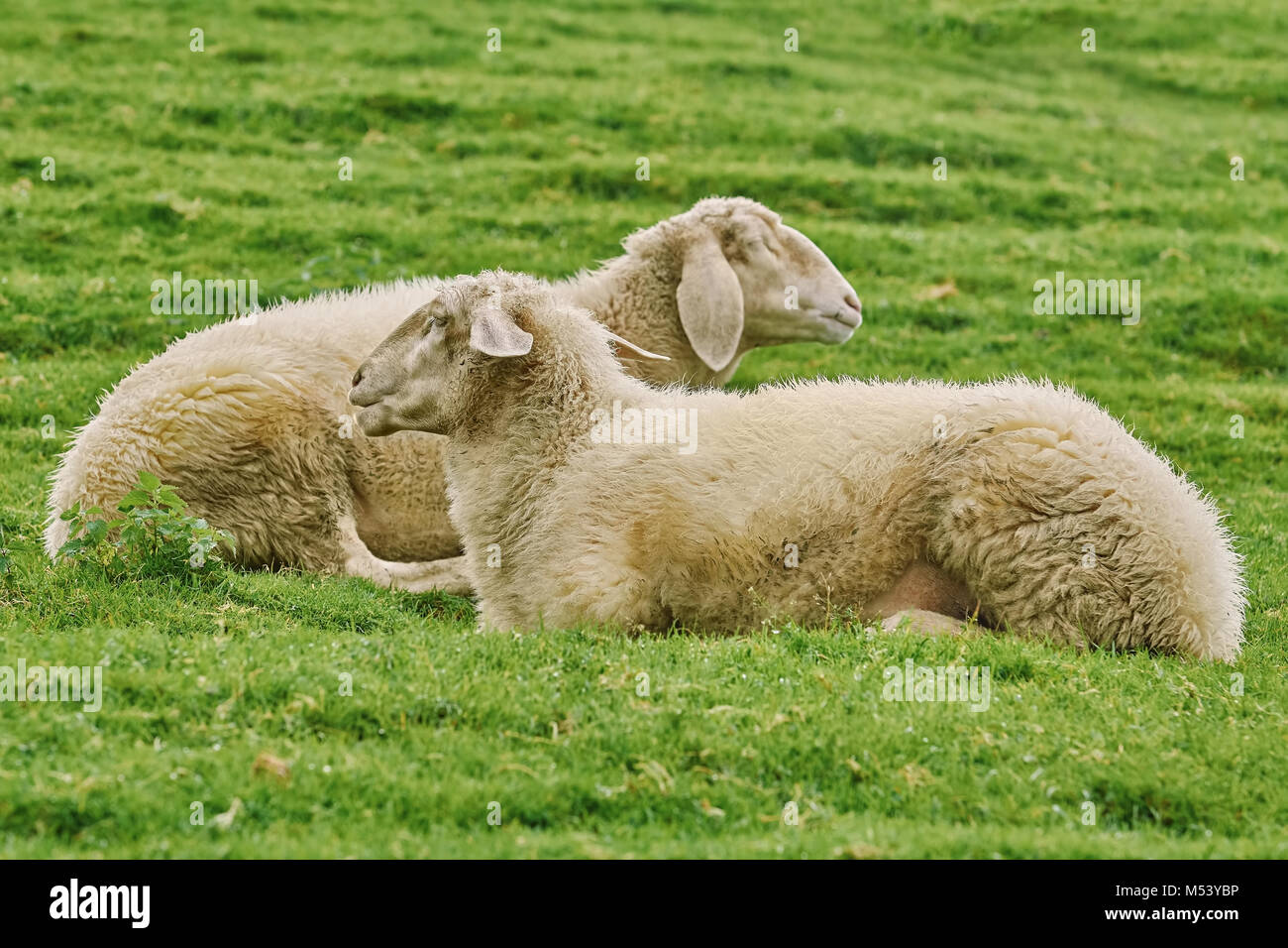 Le pecore sull'erba Foto Stock