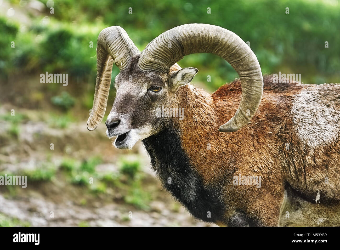 Ritratto di Ram Foto Stock