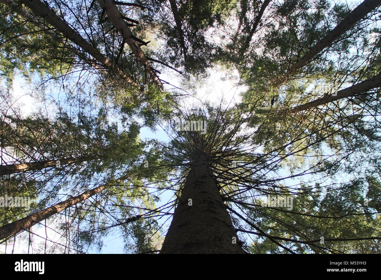 Alberi ad alto fusto overhead in cielo blu Foto Stock