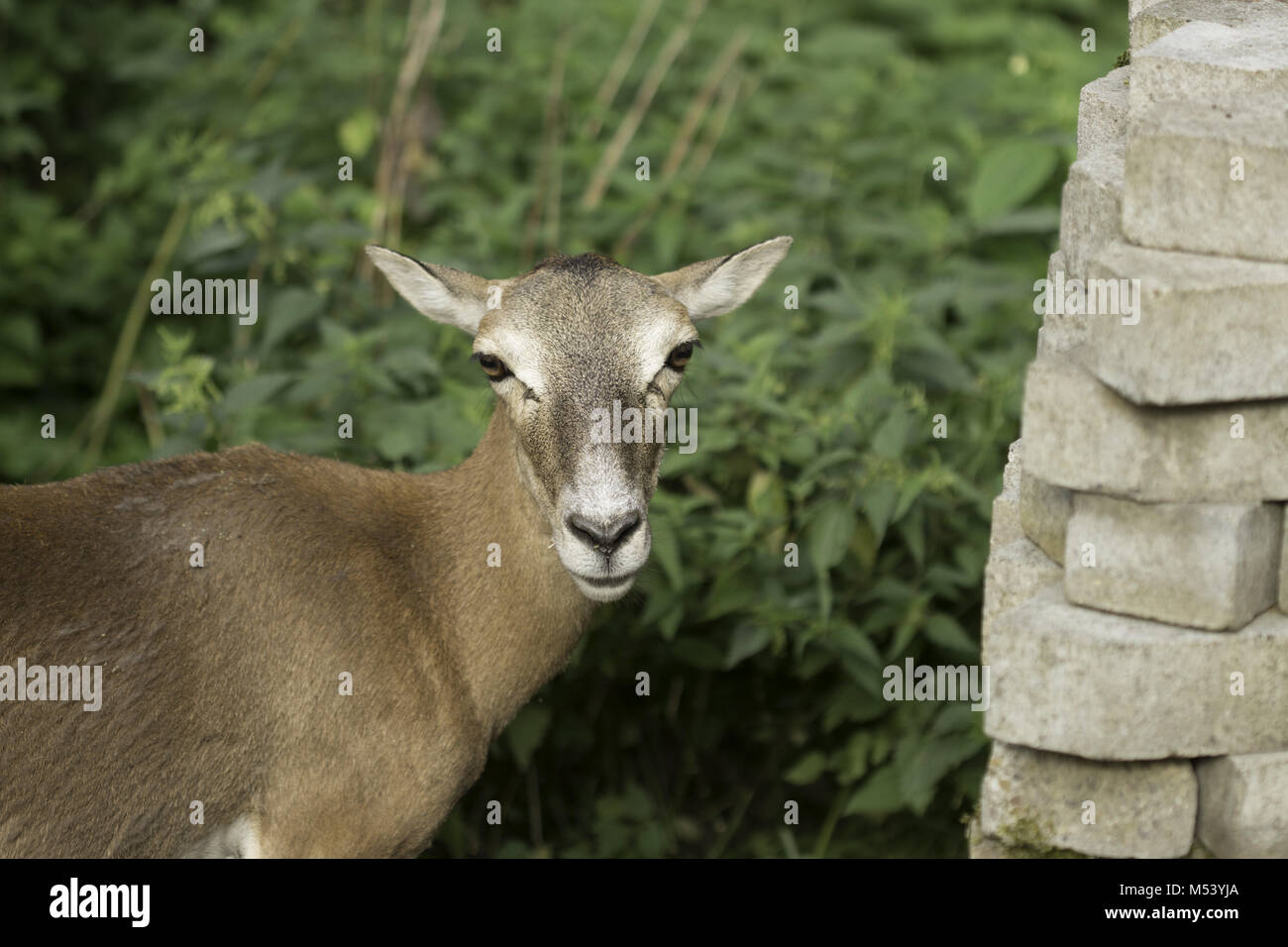 Il Parlamento Capriolo - Capreolus capreolus Foto Stock