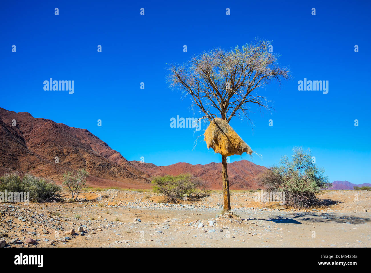 Rosso deserto del Namib in Namibia Foto Stock